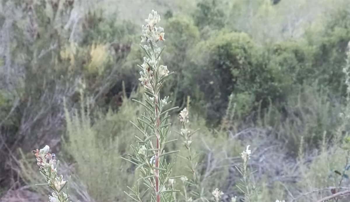 Tenemos los 4 arbustos aromáticos en flor